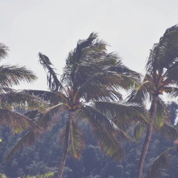 Palm trees bending in a storm