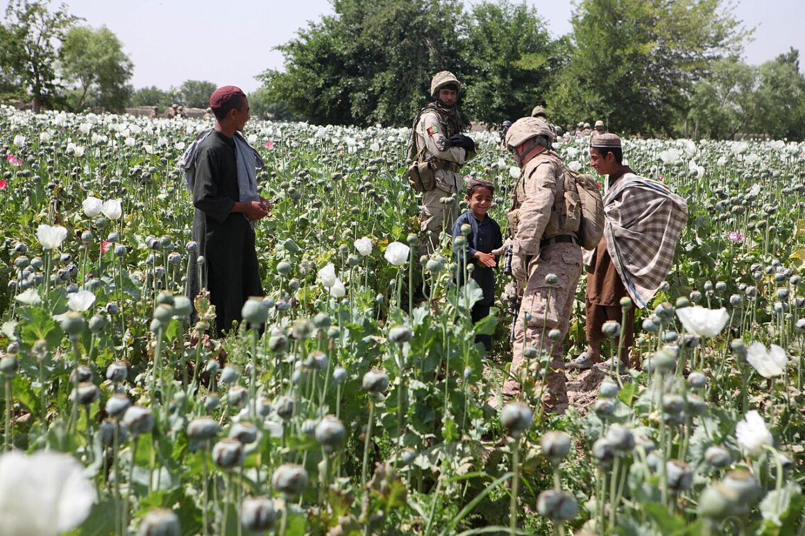 afghanistan-opium-production Opium poppies in Helmand -a