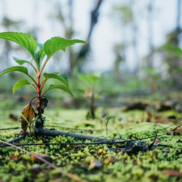 A green sprout pushing up from the soil