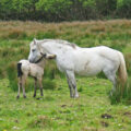 Connemara ponies in Connemara National Park
