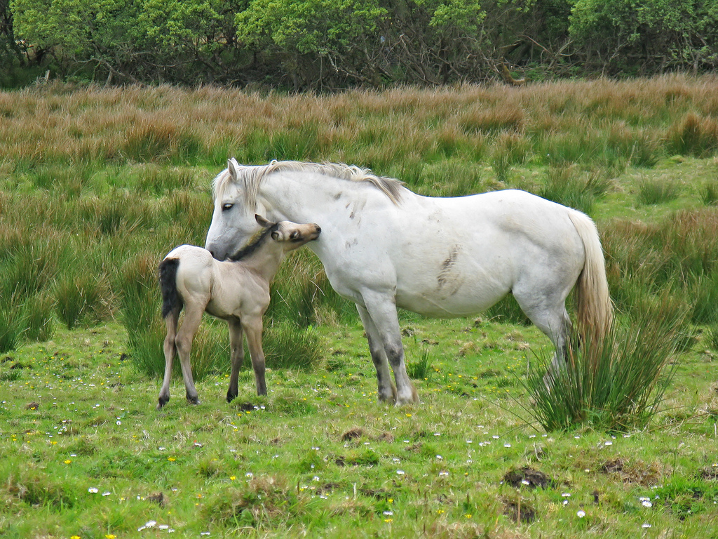 Connemara - Connemara National Park, Connemara Ponies Connemara ponies in Connemara National Park
